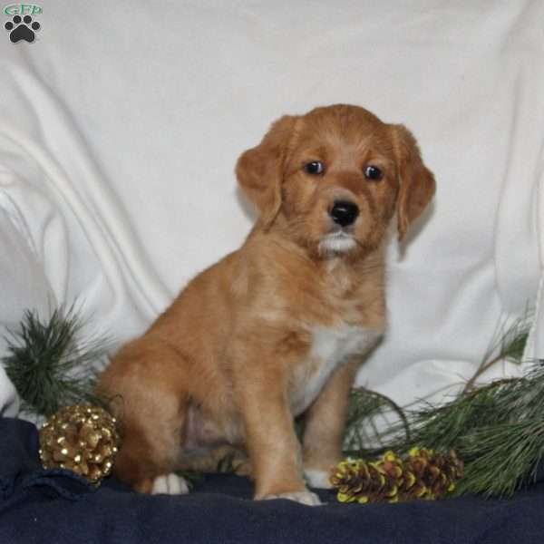 Dasher, Labrador Mix Puppy